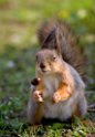 Red Squirrel and Nut